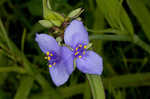 Spiderwort